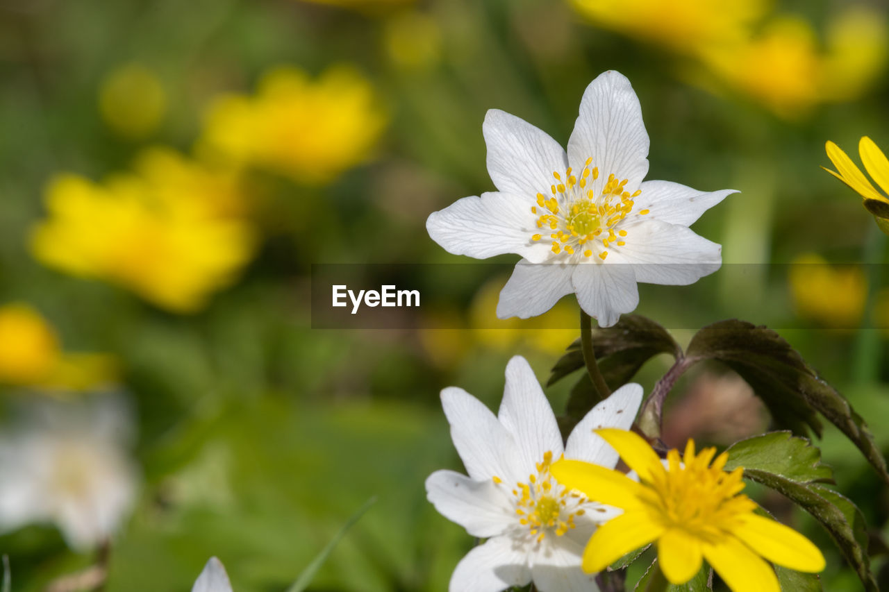 Wood anemone flowers in bloom in a meadow