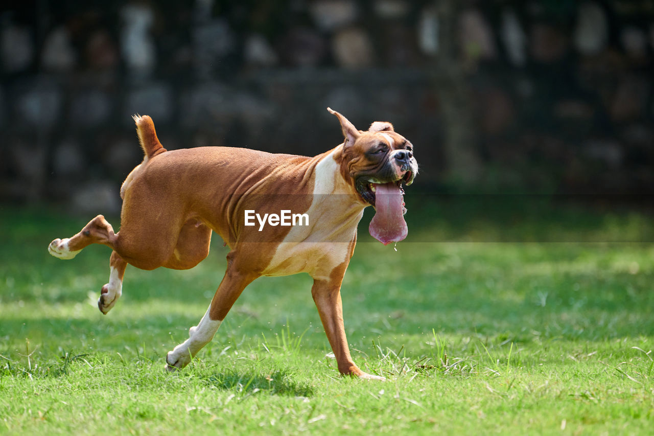 portrait of dog running on field