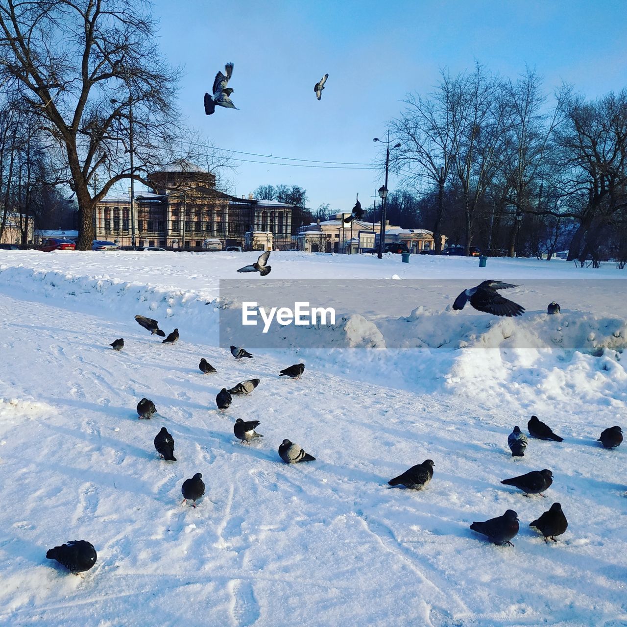 BIRDS ON SNOW COVERED FIELD AGAINST SKY