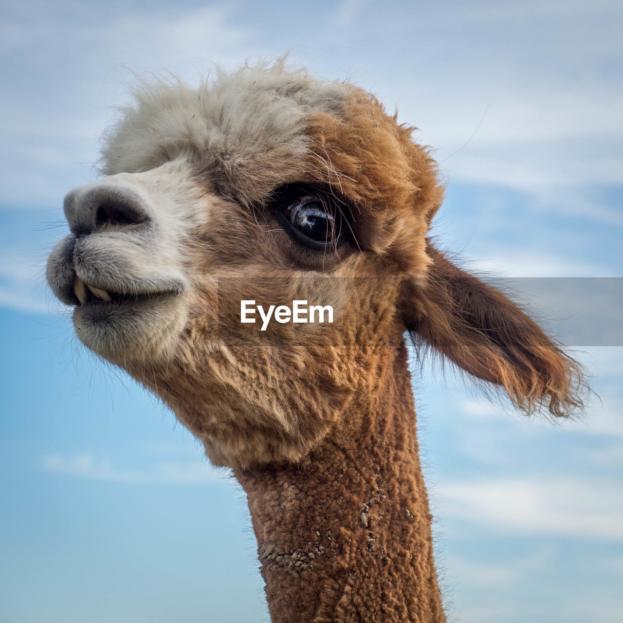 Close-up portrait of alpaca against sky