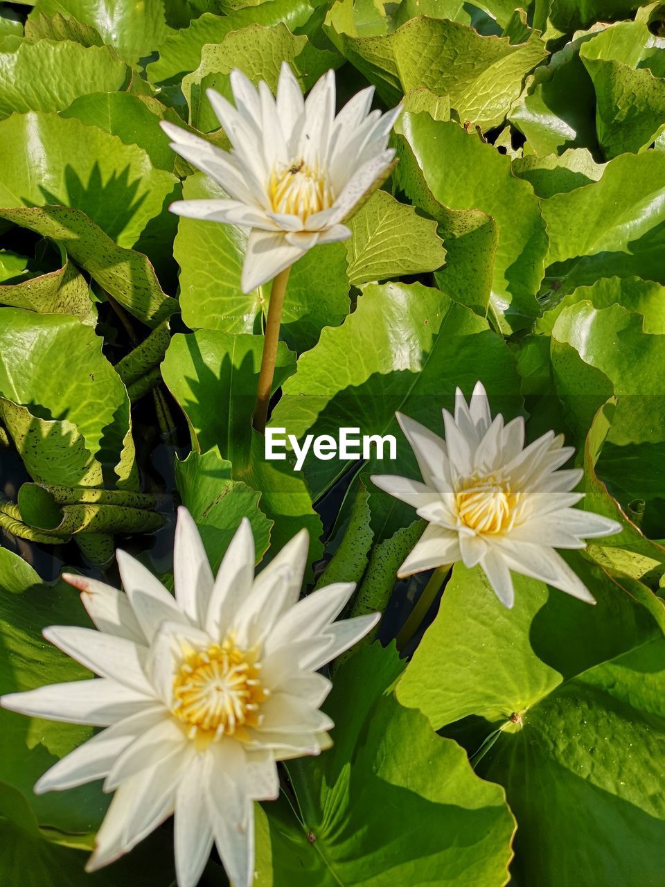 Close-up of white flowering plants