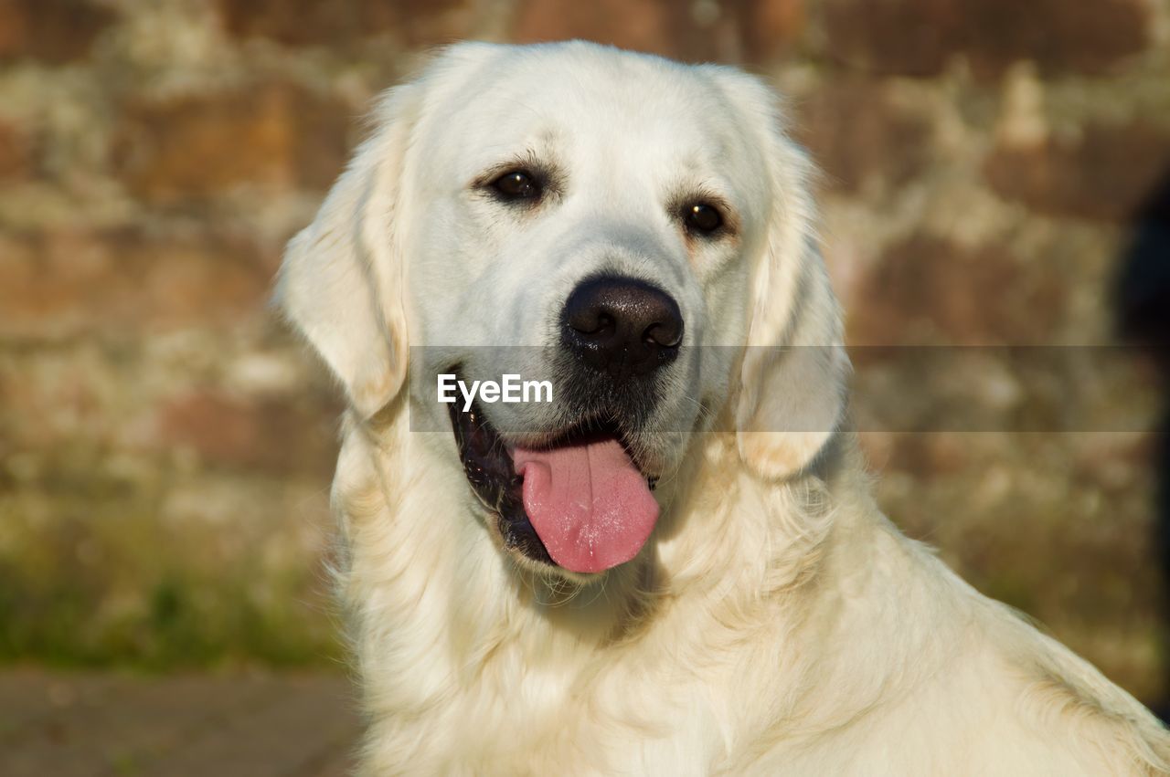 Close-up portrait of a dog. golden retriever.