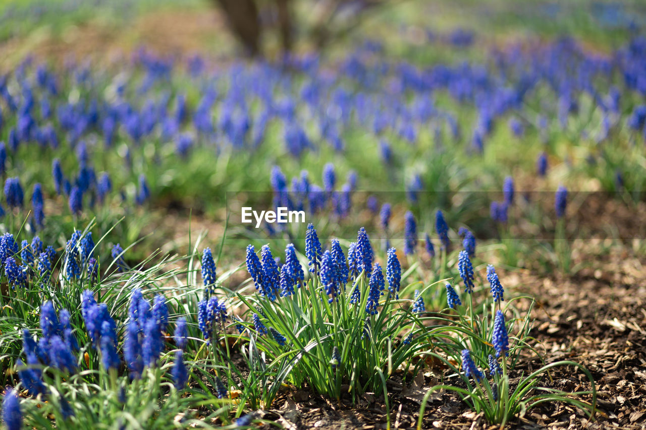 CLOSE-UP OF PURPLE CROCUS FLOWERS