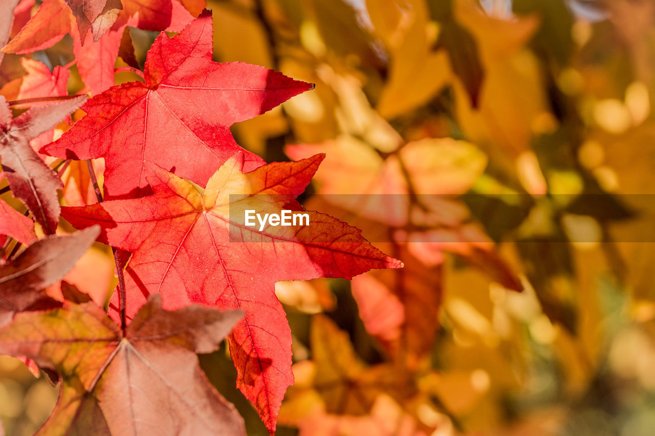 CLOSE-UP OF MAPLE LEAVES ON PLANT