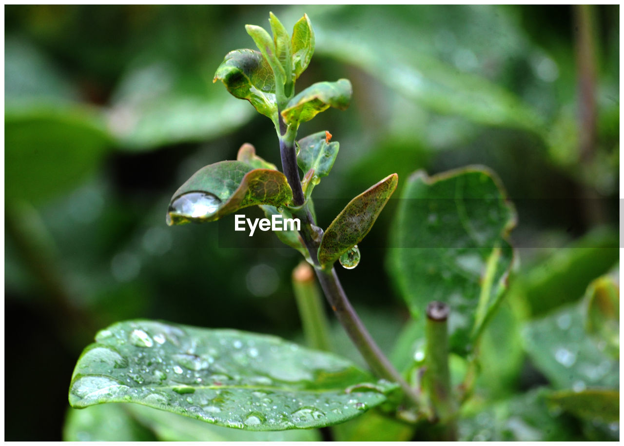 Close-up of raindrops on plant leaves