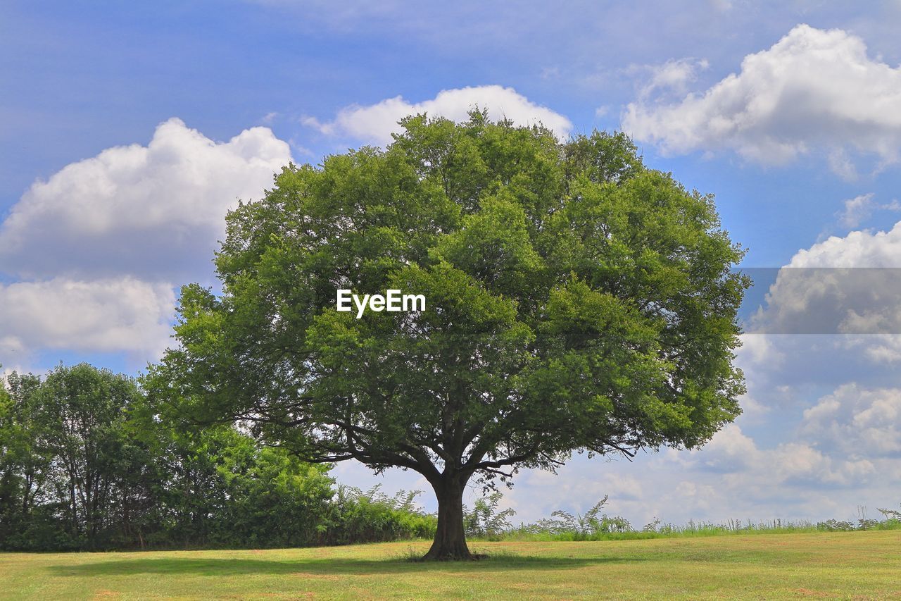 Trees on field against sky