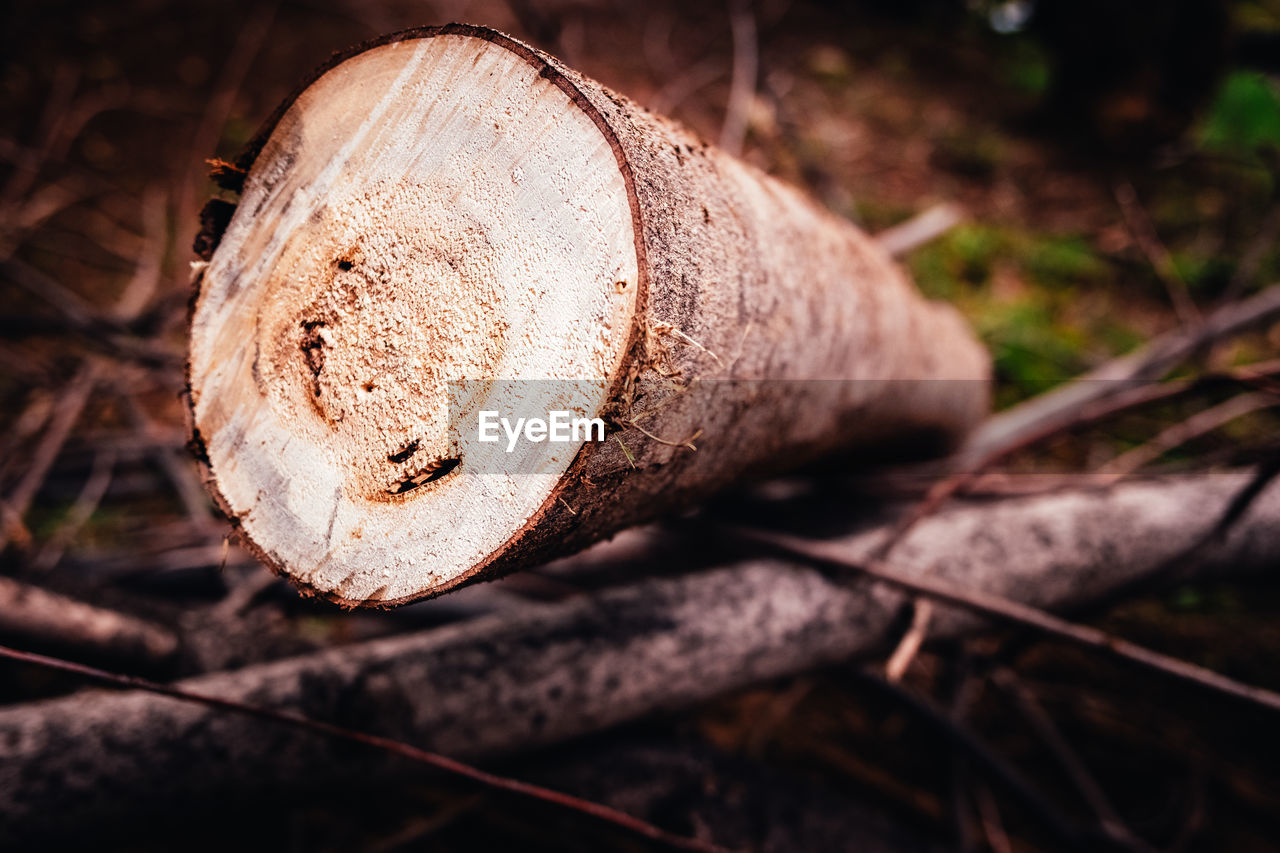 CLOSE-UP OF LOGS ON FIELD