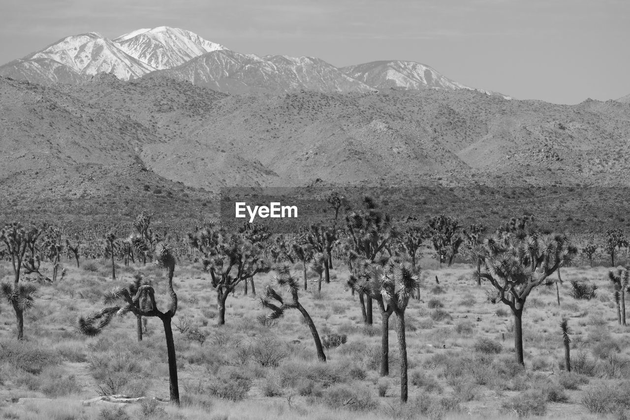 Joshua tree