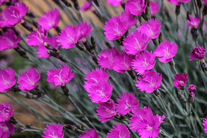 CLOSE-UP OF PINK FLOWERS BLOOMING OUTDOORS