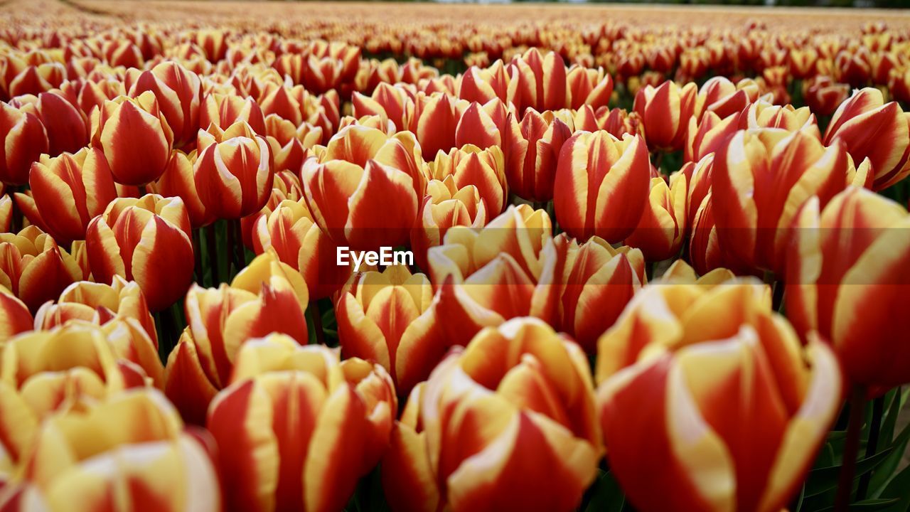 full frame shot of yellow tulips