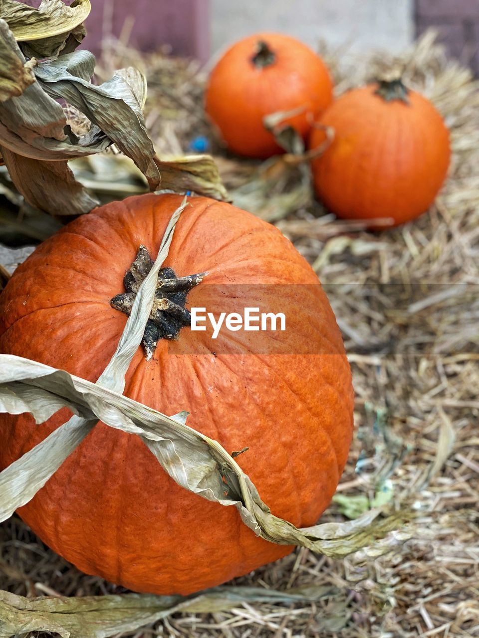 High angle view of pumpkins on autumn leaf