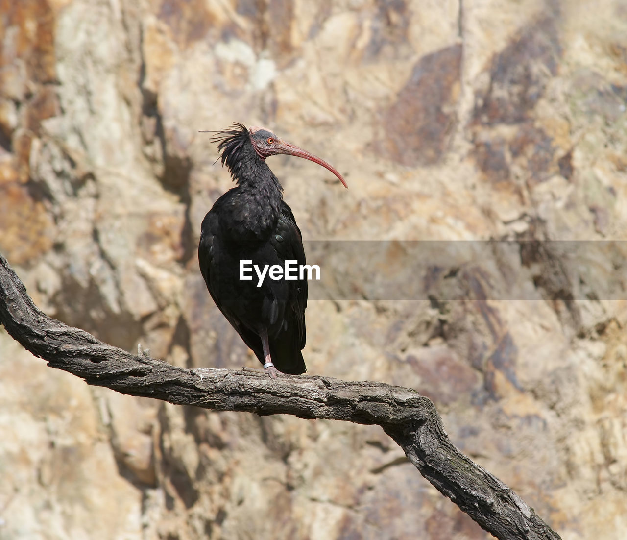 Bald ibis - endangered species