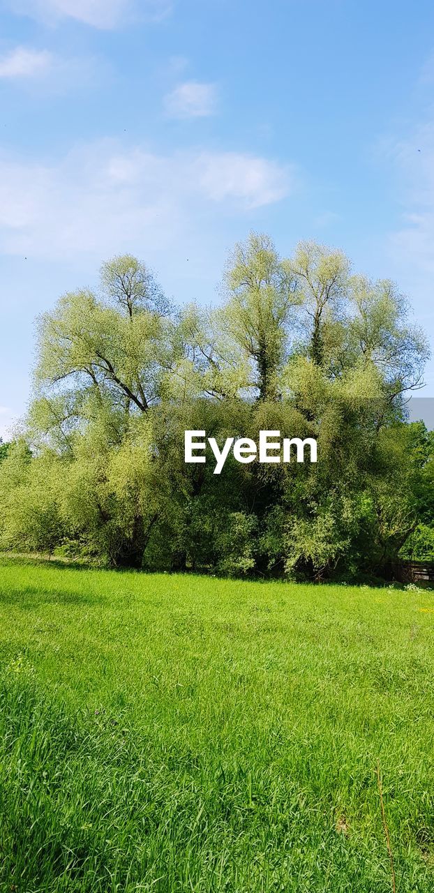 TREES ON FIELD AGAINST SKY