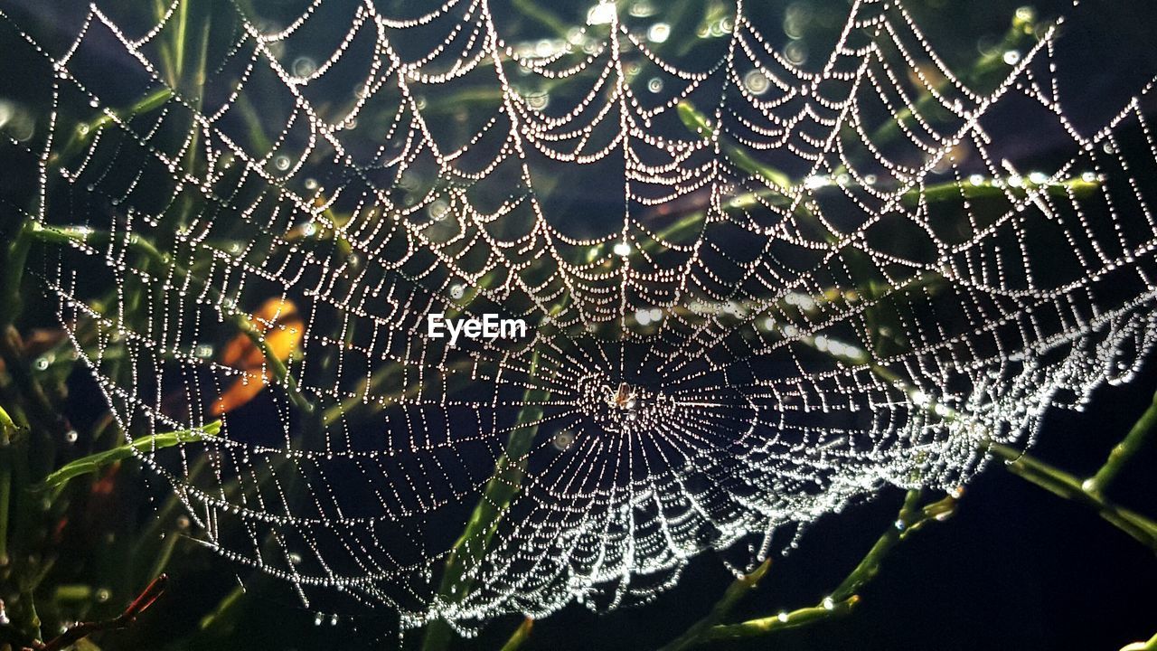 Wet spider web on plants