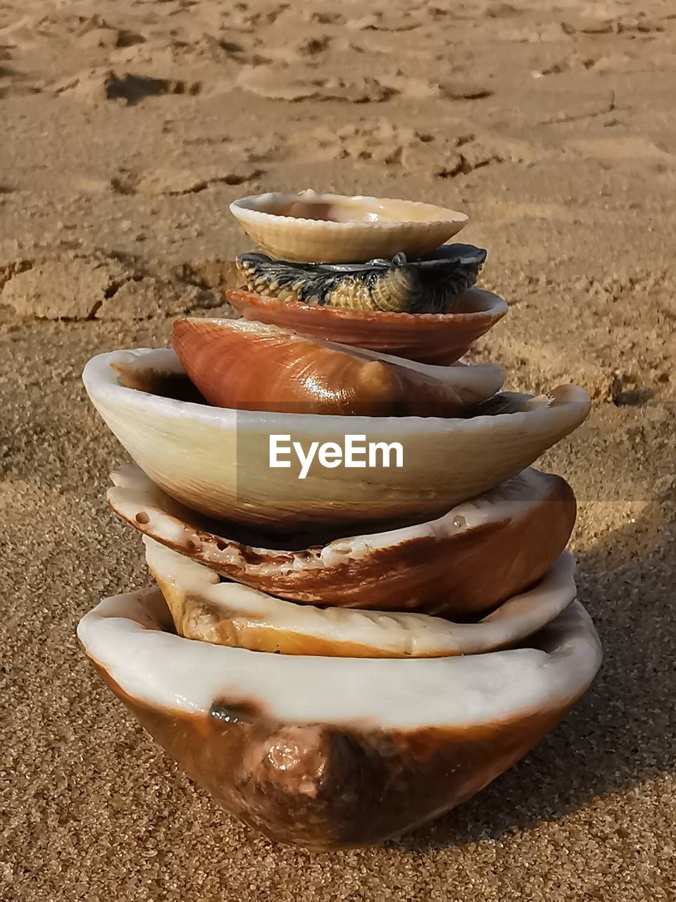 sand, land, beach, no people, shell, nature, wood, food, food and drink, day, high angle view, group of objects, wellbeing, sunlight, ceramic, healthy eating, outdoors, bowl