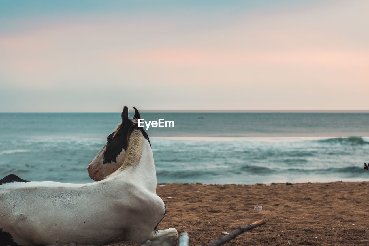 Horse against sea at beach