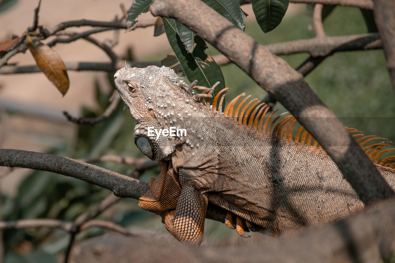 animal themes, animal, animal wildlife, lizard, iguana, wildlife, tree, reptile, one animal, branch, iguania, plant, nature, no people, travel destinations, tourism, outdoors, travel, close-up, environment, animal body part