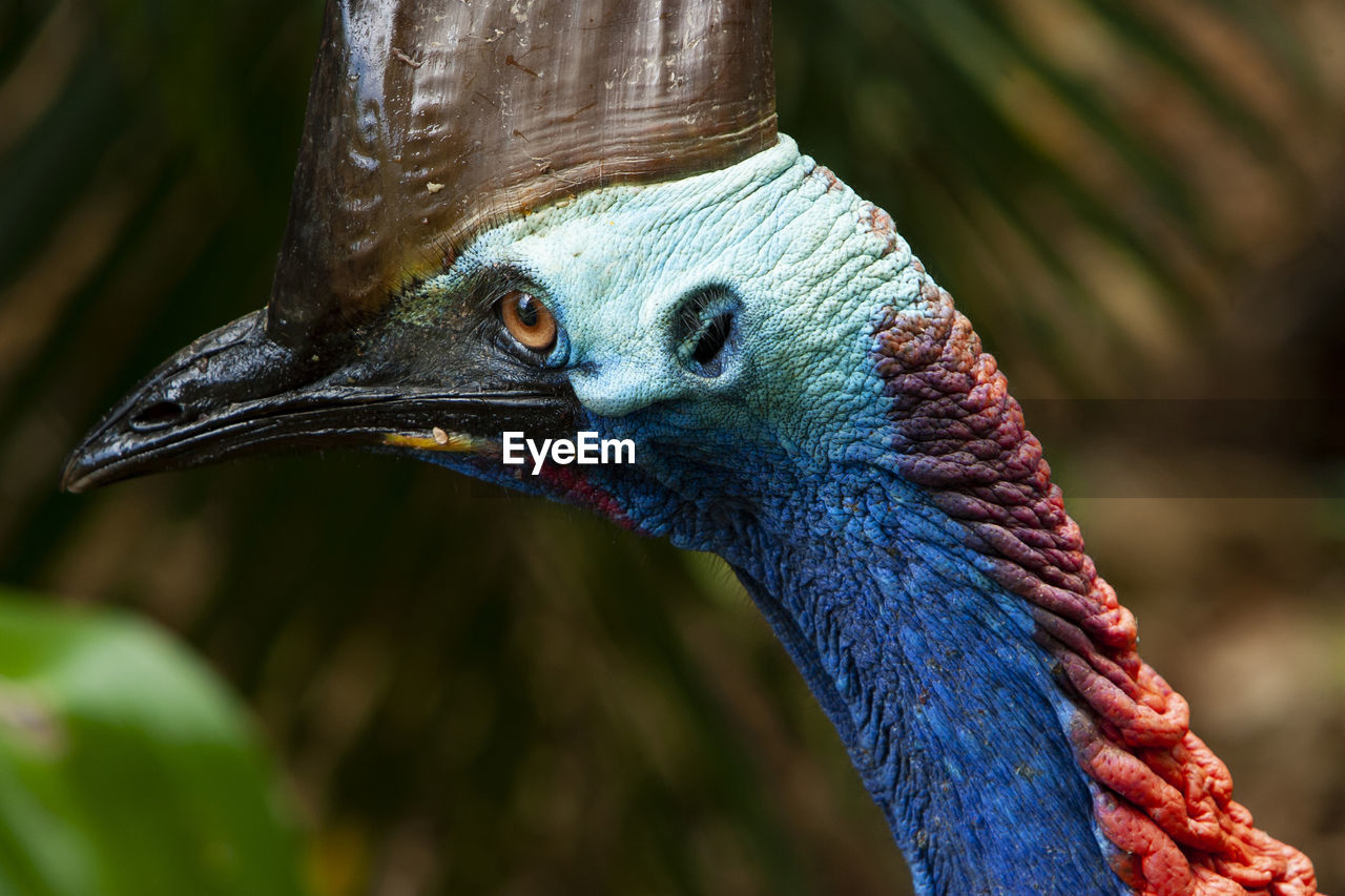 Close up on ancient cassowary bird face,  queensland, australia