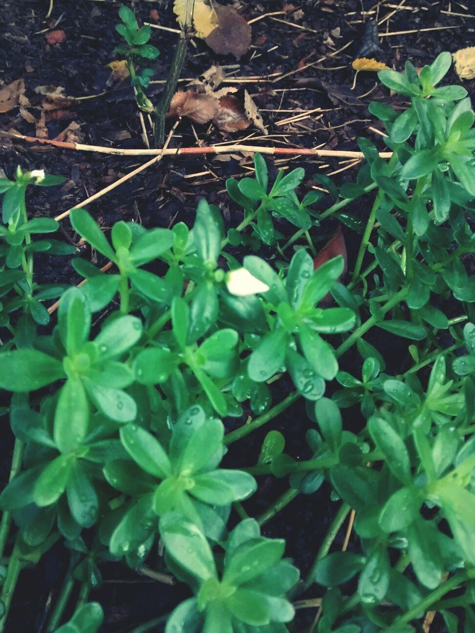 Close-up of tea plant