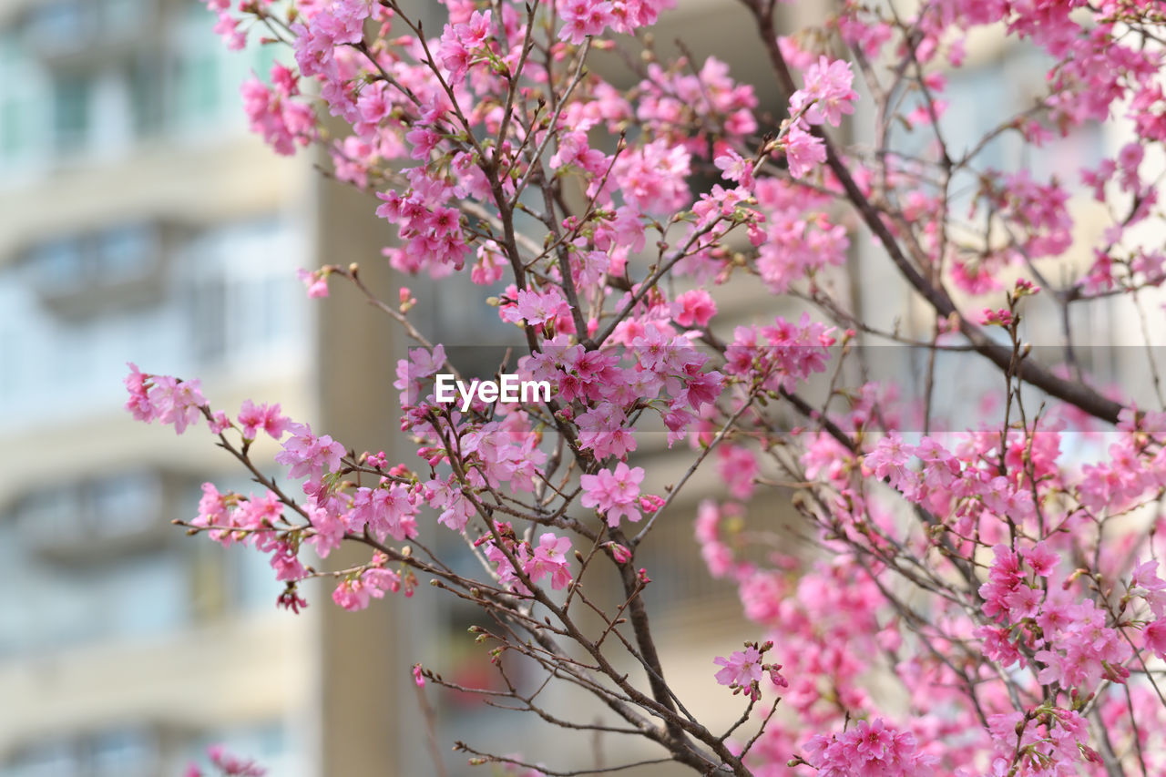 plant, flower, flowering plant, pink, blossom, tree, springtime, fragility, freshness, beauty in nature, spring, branch, nature, cherry blossom, growth, architecture, building exterior, built structure, focus on foreground, no people, outdoors, day, cherry tree, city, close-up, building, selective focus, produce