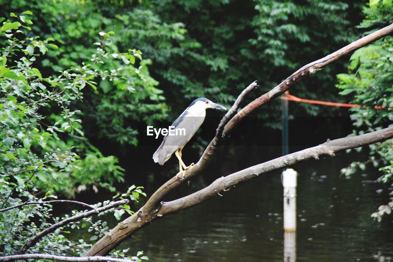 Low angle view of bird perching on branch against river