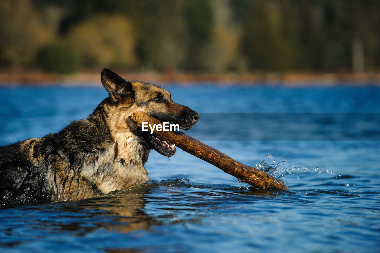 Close-up of dog carrying stick in lake