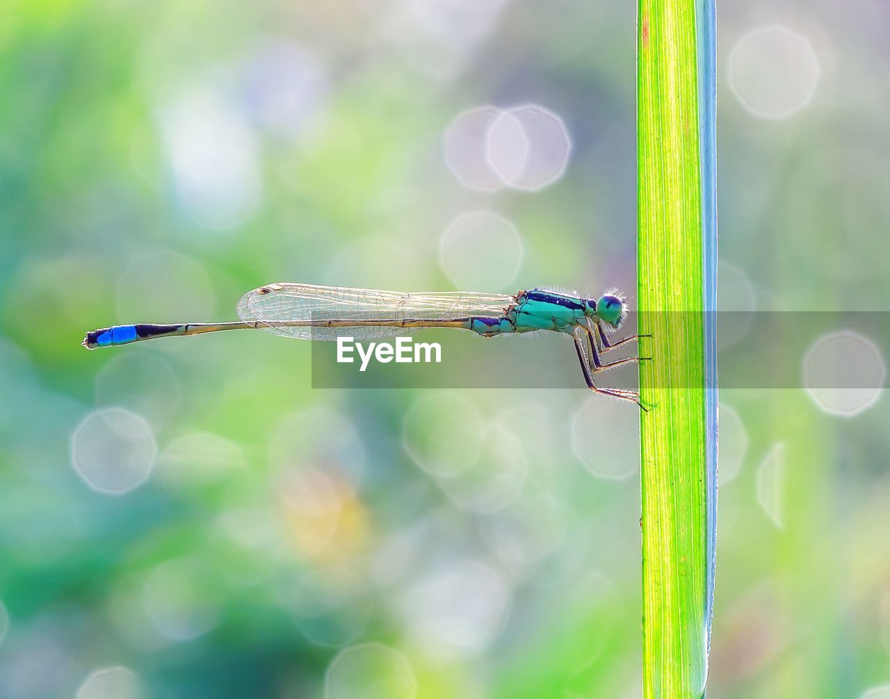 CLOSE-UP OF GRASSHOPPER