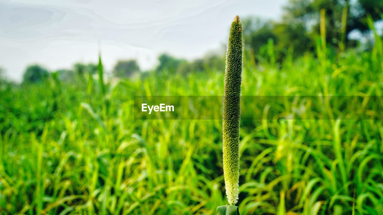 CLOSE-UP OF CROP ON FIELD