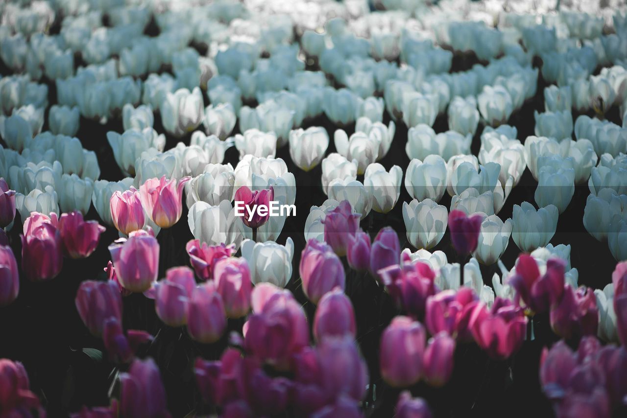 Field of colorful tulips