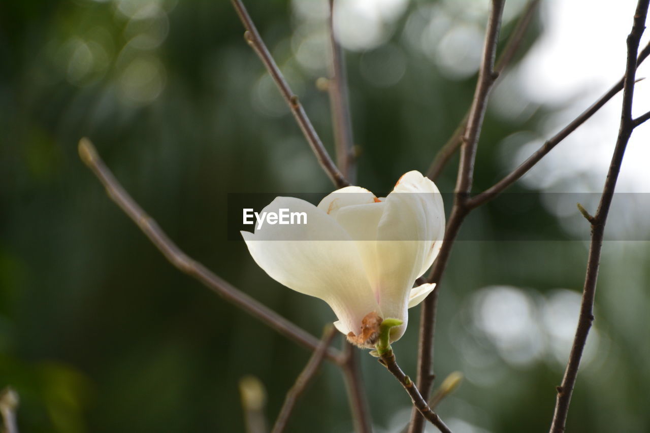 CLOSE-UP OF WHITE FLOWER BUD