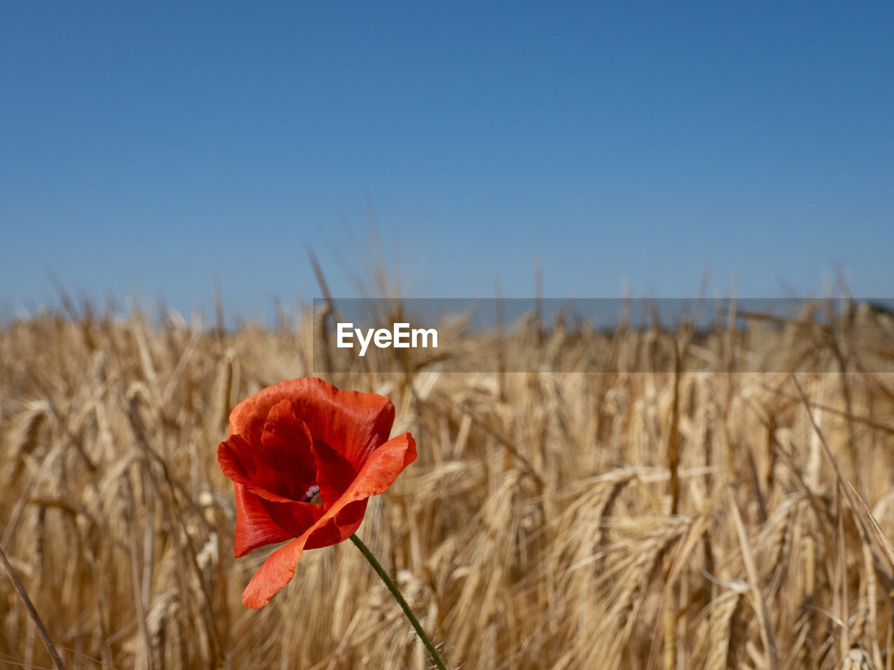 Close-up of red flower growing on field against sky