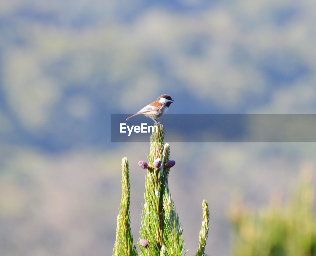 Bird at the top of a tree