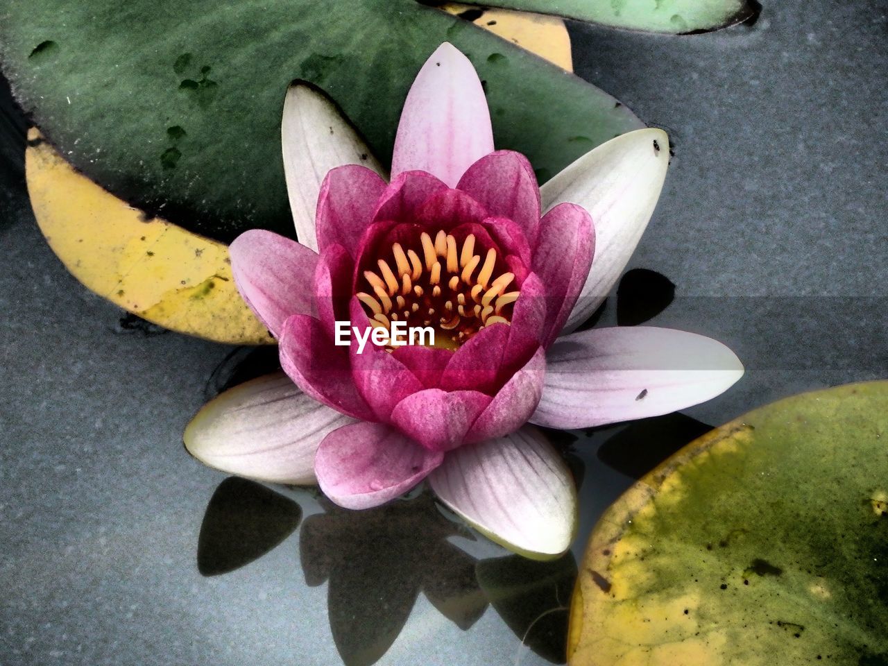 Close-up of water lily in pond