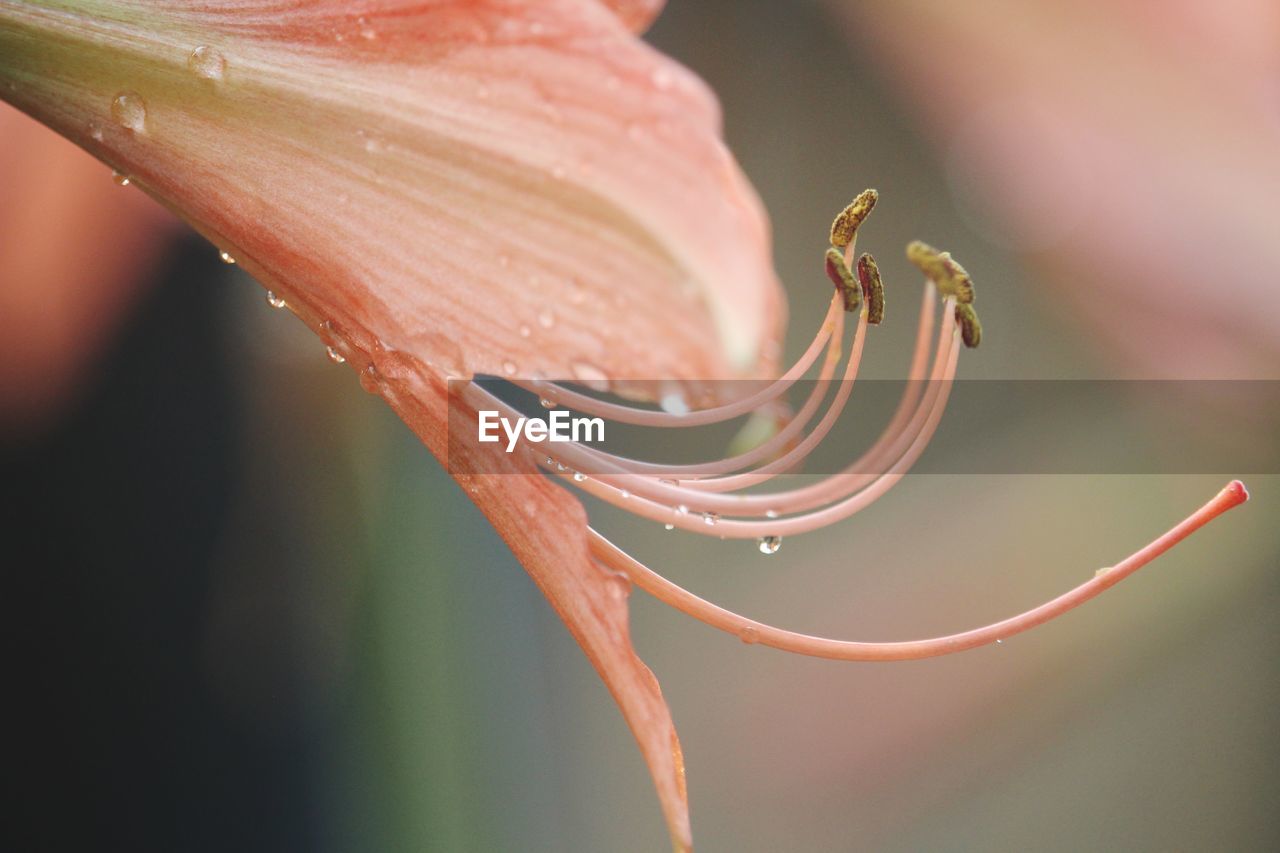 Close-up of raindrops on plant