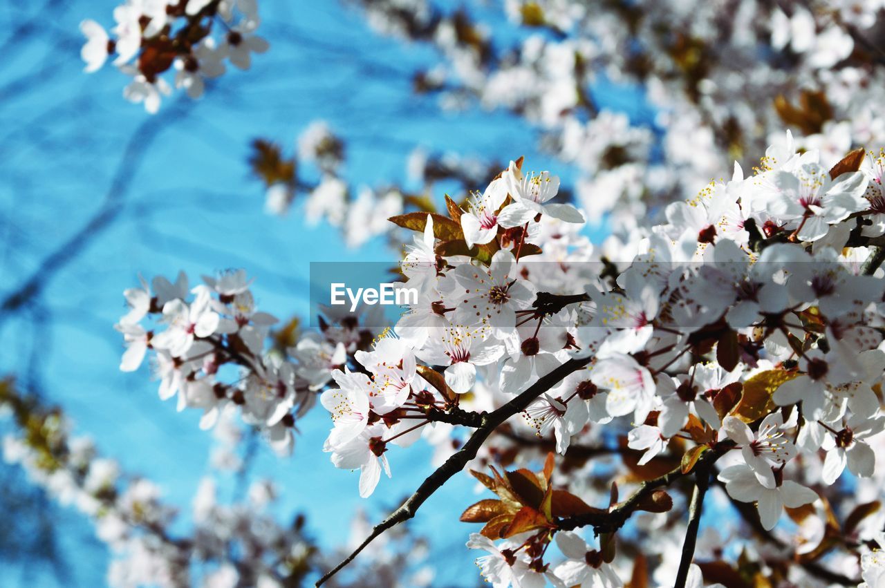 Close-up of white flowers blooming in field