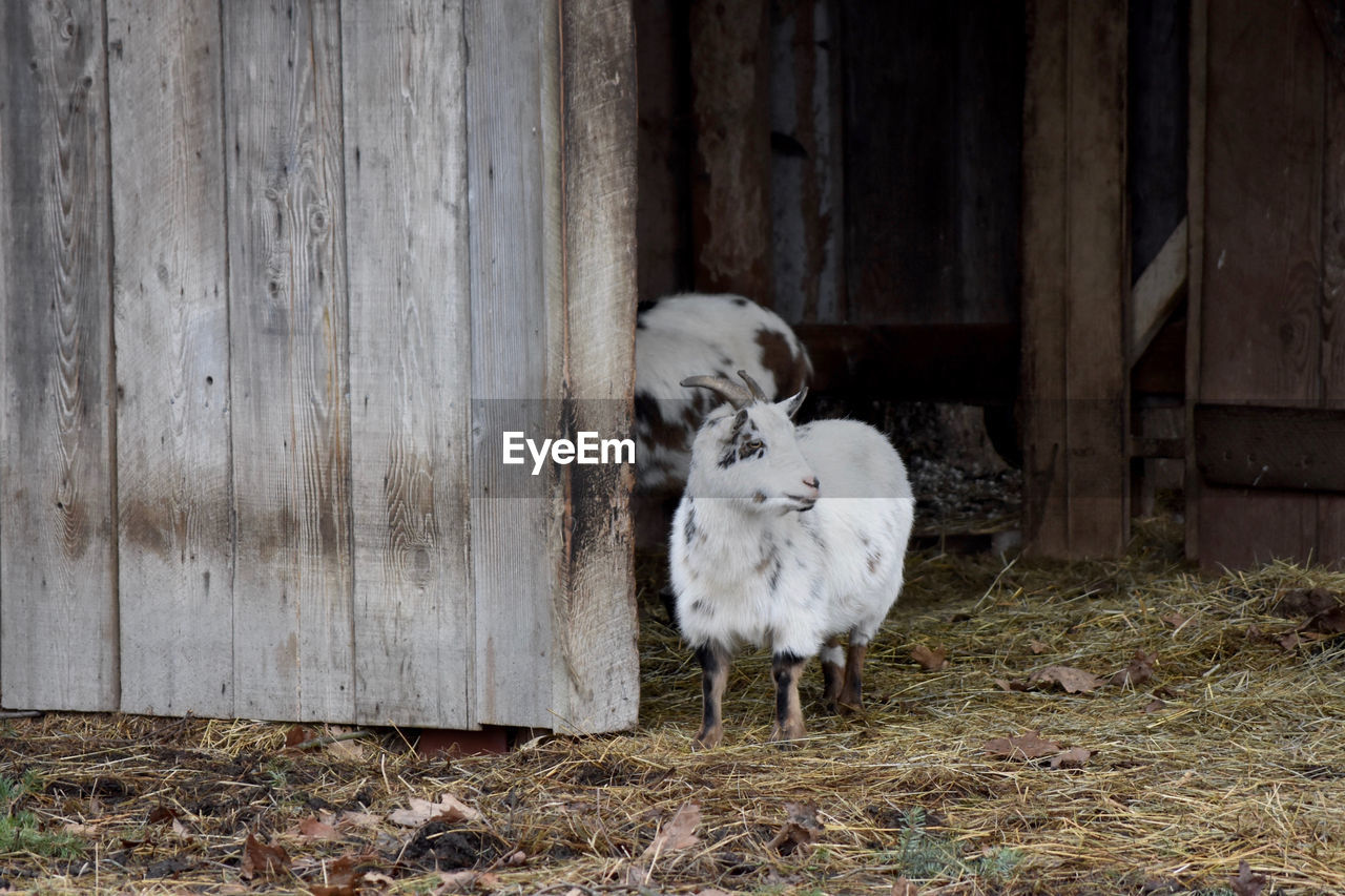 SHEEP IN A ANIMAL PEN