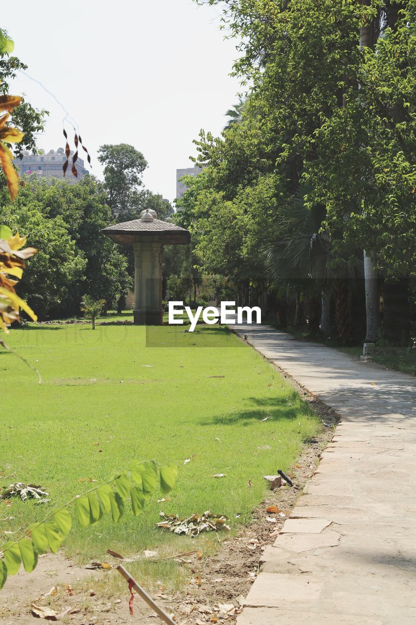 TREES AND GRASS IN PARK