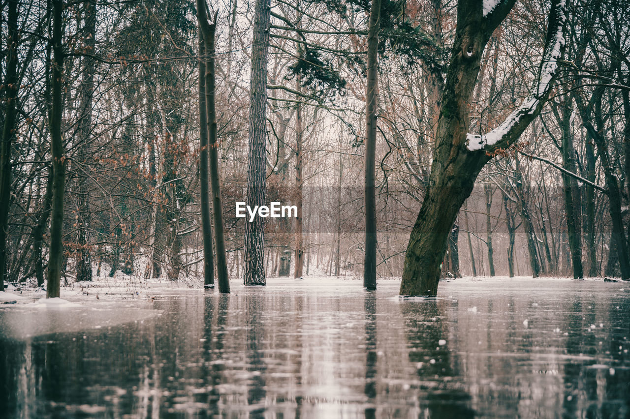 Scenic view of lake in forest during winter