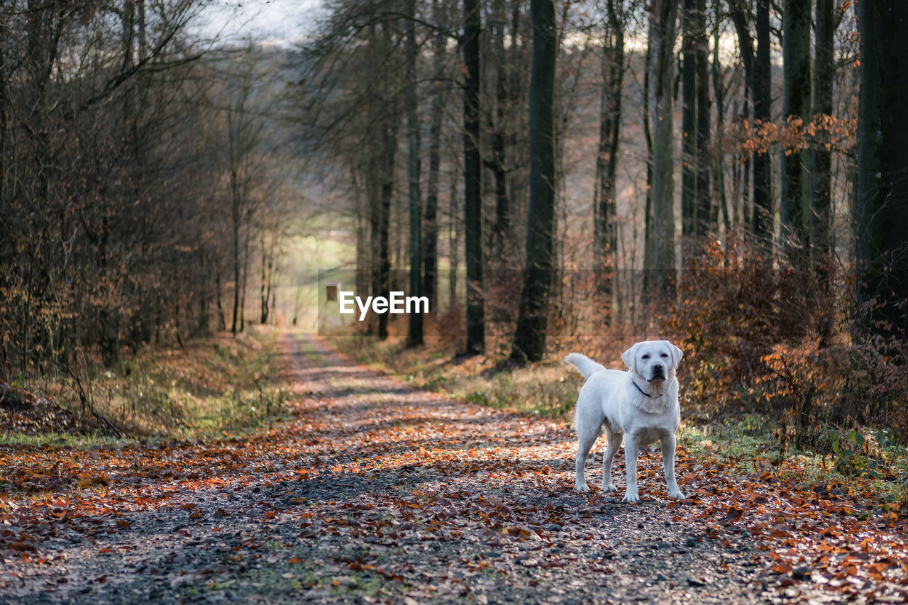 PORTRAIT OF DOG WALKING ON DIRT ROAD
