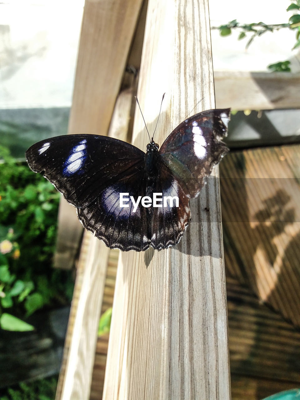 CLOSE-UP OF BUTTERFLY PERCHING ON WOOD