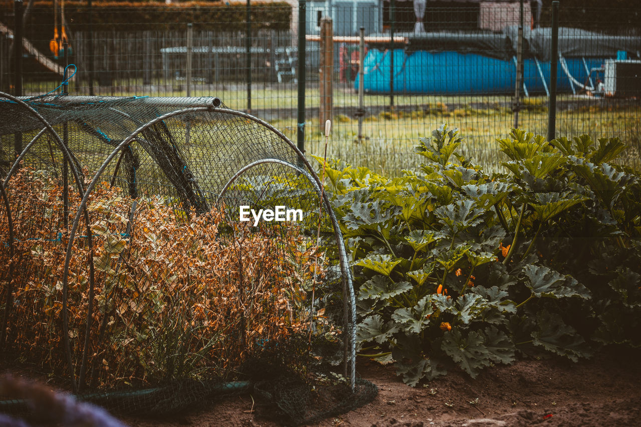 Plants growing on field