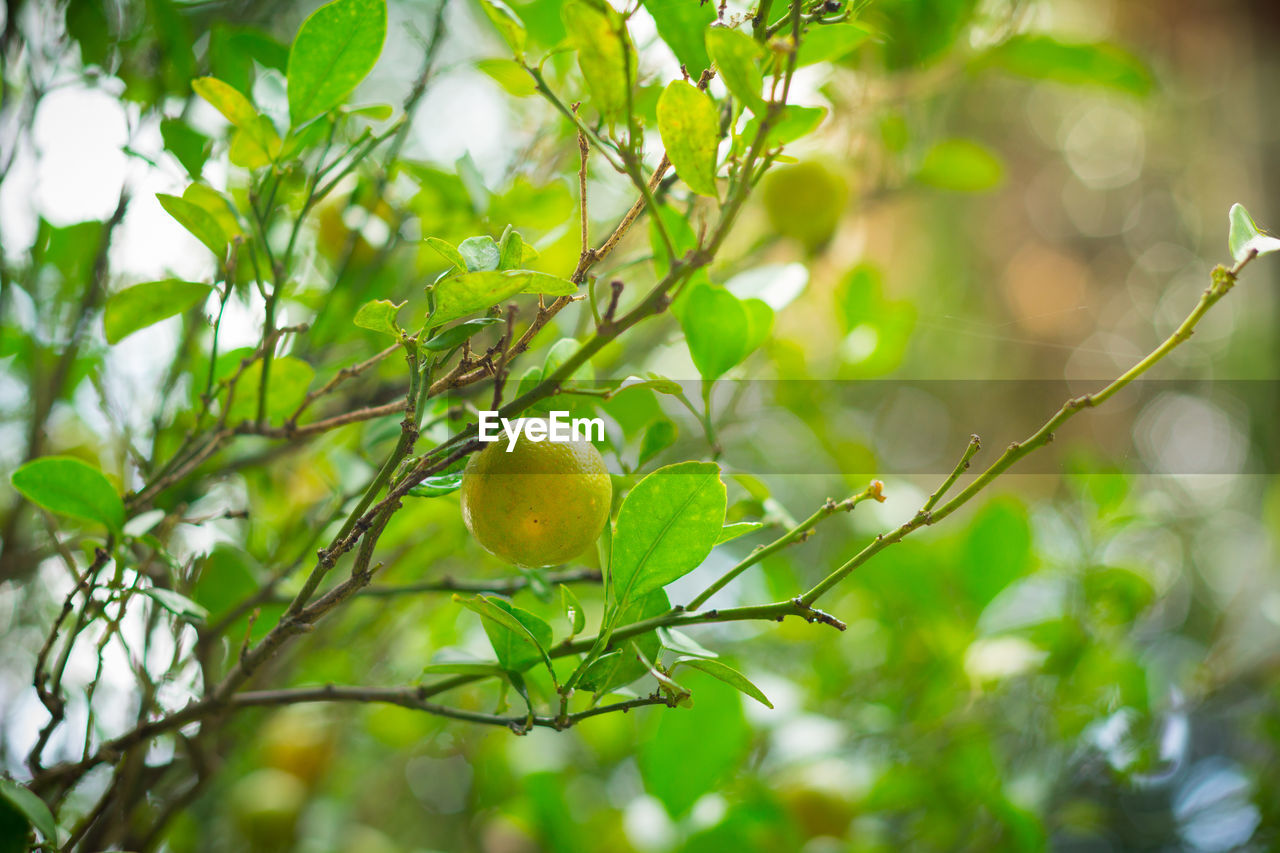 Organic limes or lemon trees in field so fresh droplets of water in lime