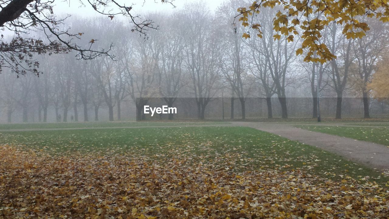 TREES IN FOGGY WEATHER