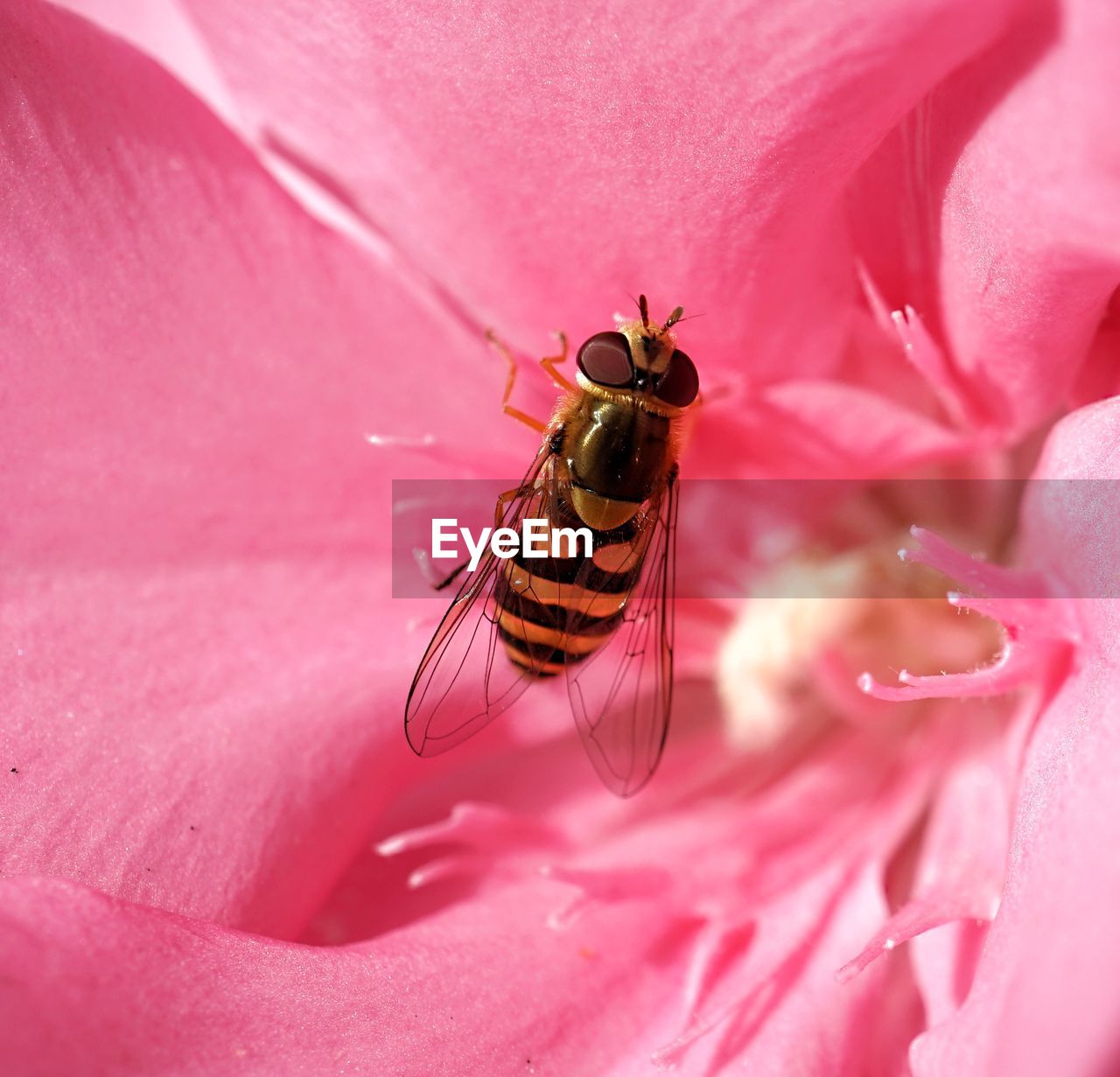 Hooverfly perching on oleander flower