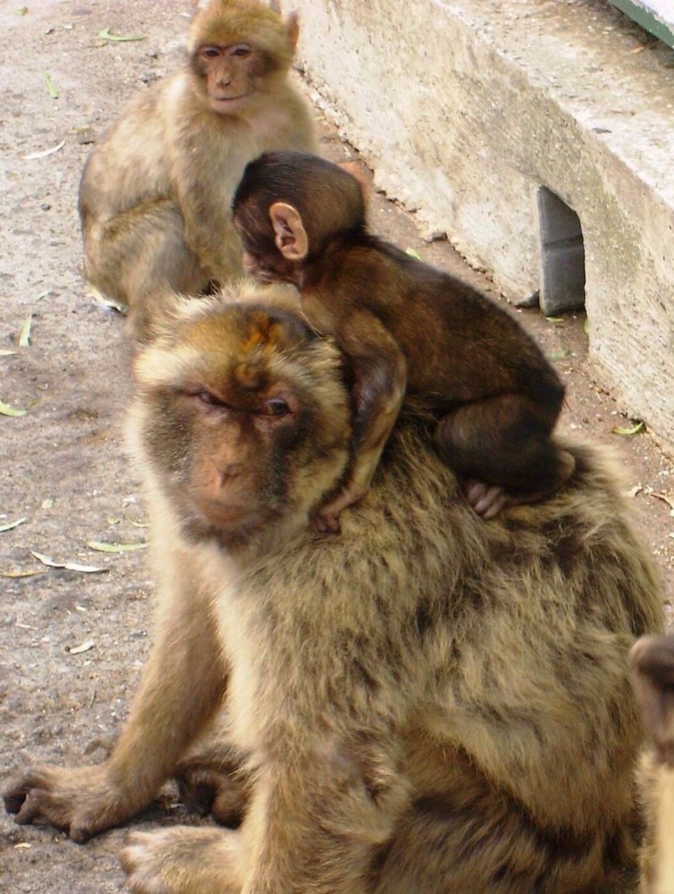 MONKEY ON TREE TRUNK