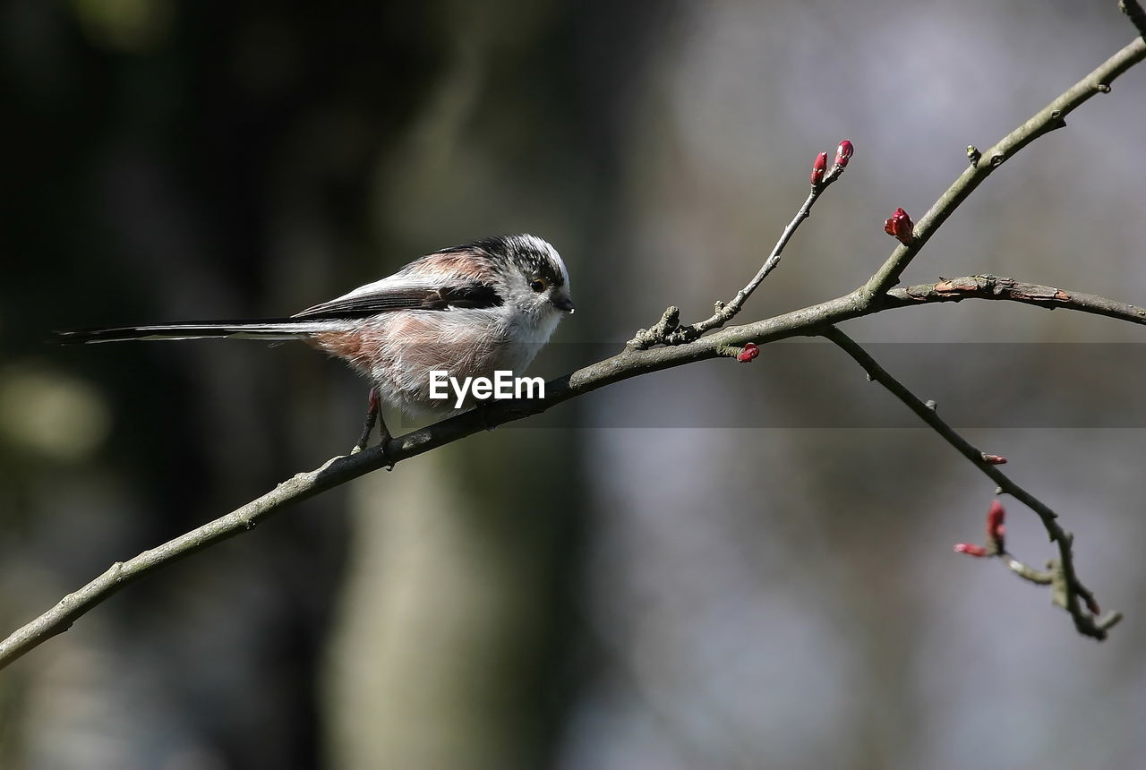 animal themes, bird, animal, animal wildlife, nature, tree, branch, twig, wildlife, close-up, plant, one animal, focus on foreground, beauty in nature, perching, no people, outdoors, beak, fruit, macro photography, food, flower, bare tree, day, full length, winter, red