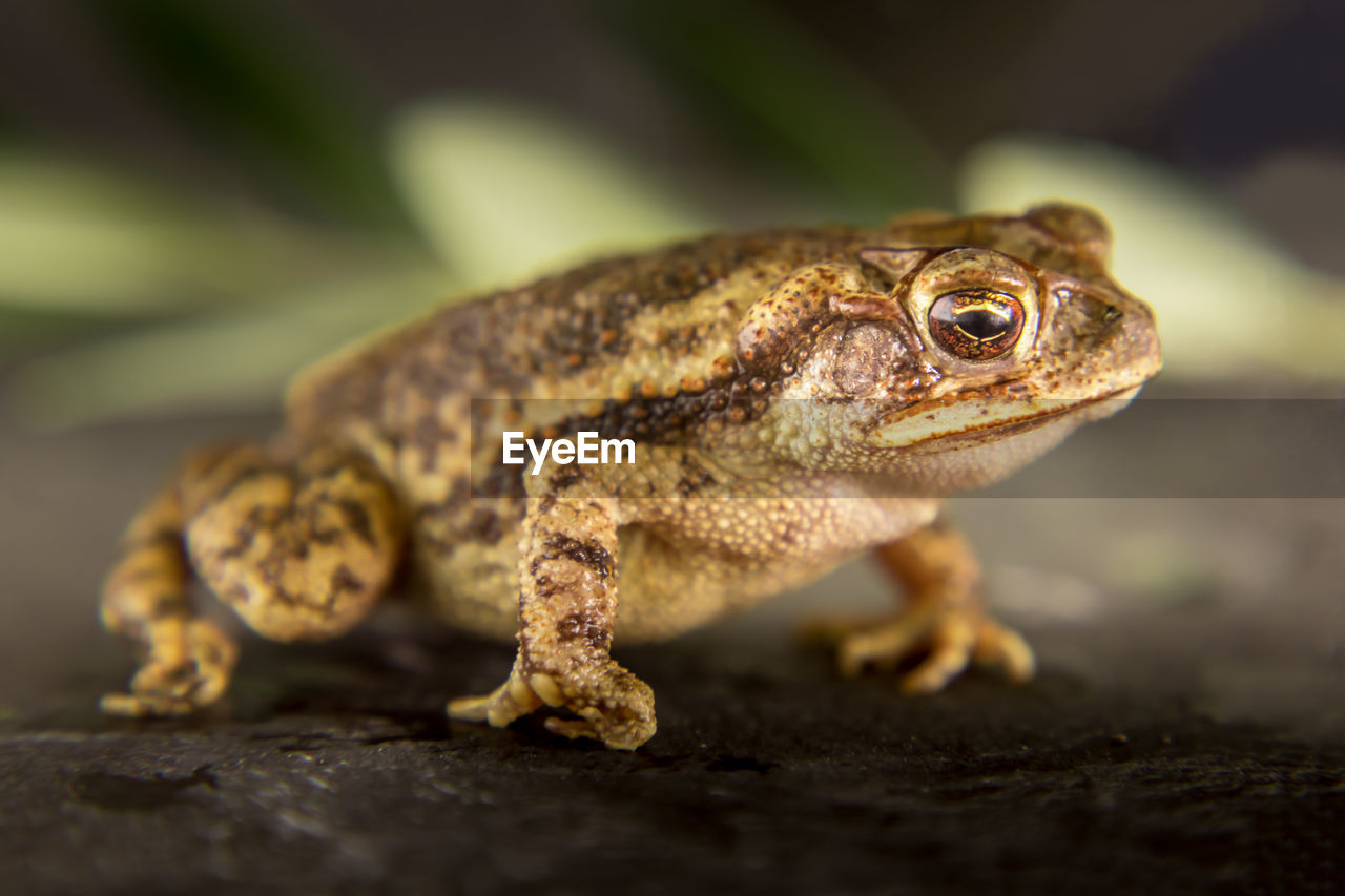 CLOSE-UP OF A LIZARD ON A ROCK