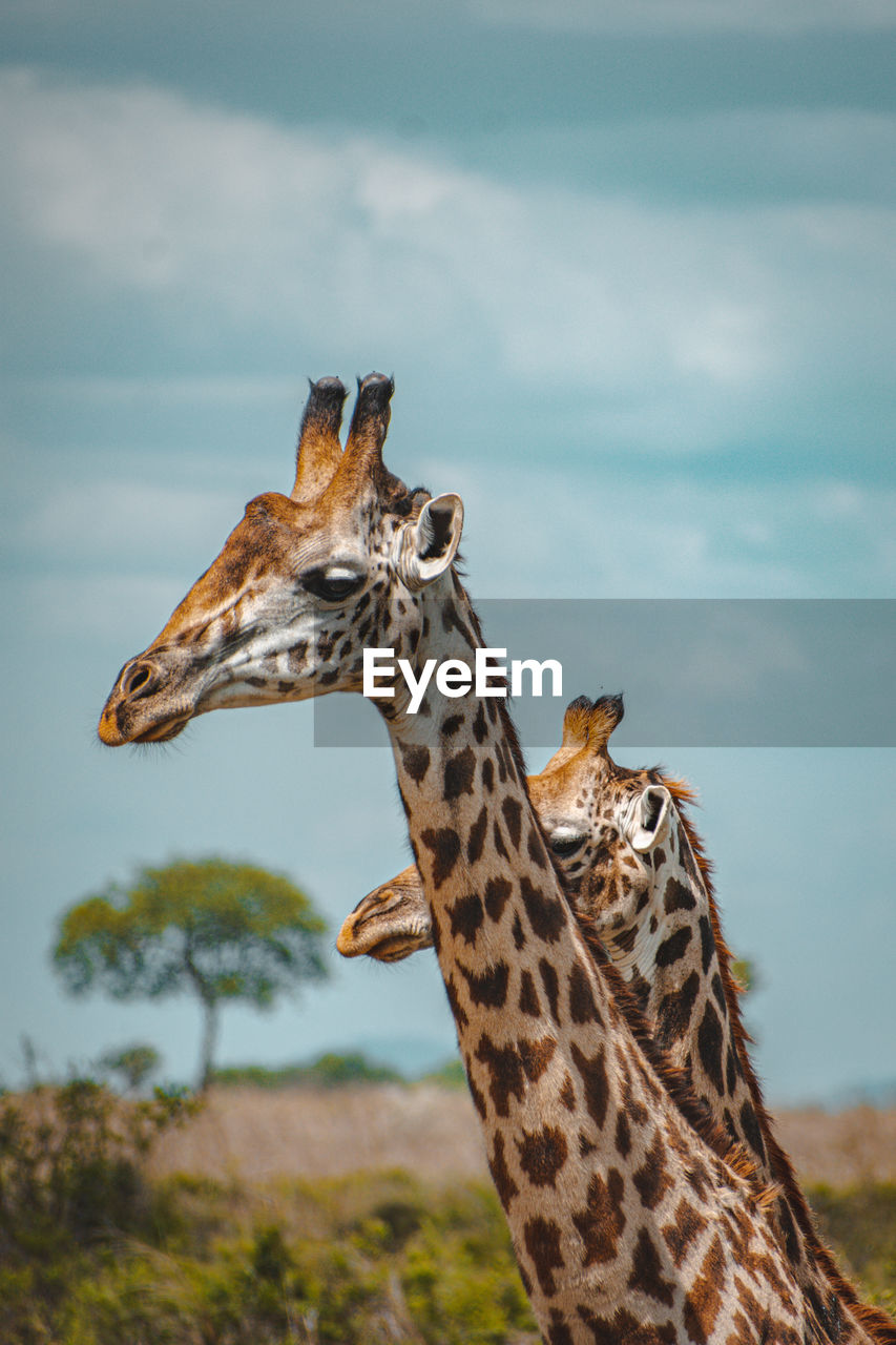 Low angle view of giraffe against sky