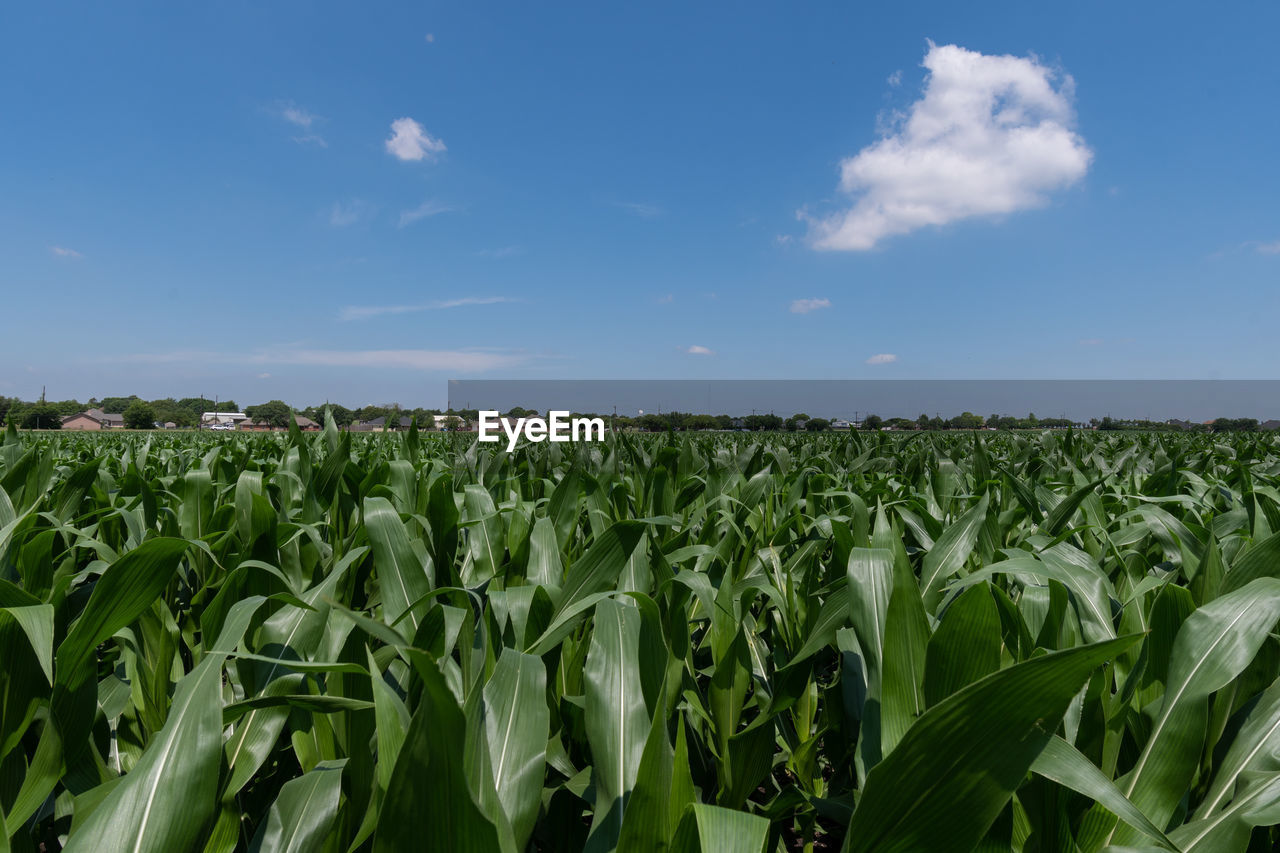 sky, agriculture, field, landscape, corn, crop, land, cloud, rural scene, cereal plant, plant, food, growth, nature, vegetable, environment, food and drink, farm, blue, green, no people, food grain, plantation, day, rural area, outdoors, abundance, leaf, horizon over land, flower, plant part, beauty in nature, freshness, horizon