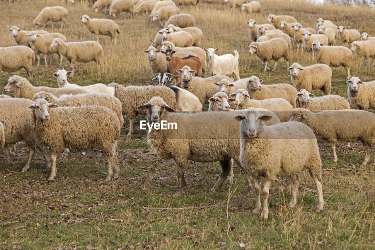 Sheep and goats graze on green grass in spring.